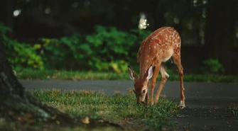 Uwaga na dzikie zwierzęta!