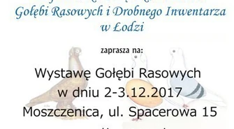 Rasowe gołębie po raz trzeci w Moszczenicy