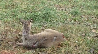 Psy zaatakowały młodą sarnę 