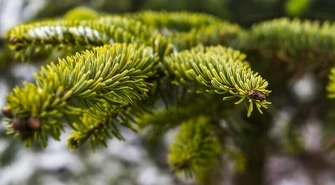 Co zrobić z choinką po świętach?