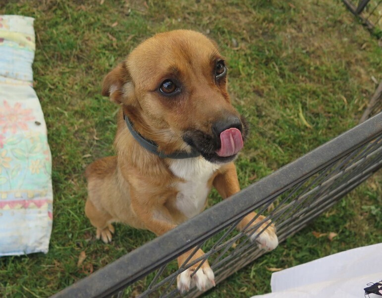 Przykre skutki Sylwestra. Psy czekają na właścicieli w schronisku