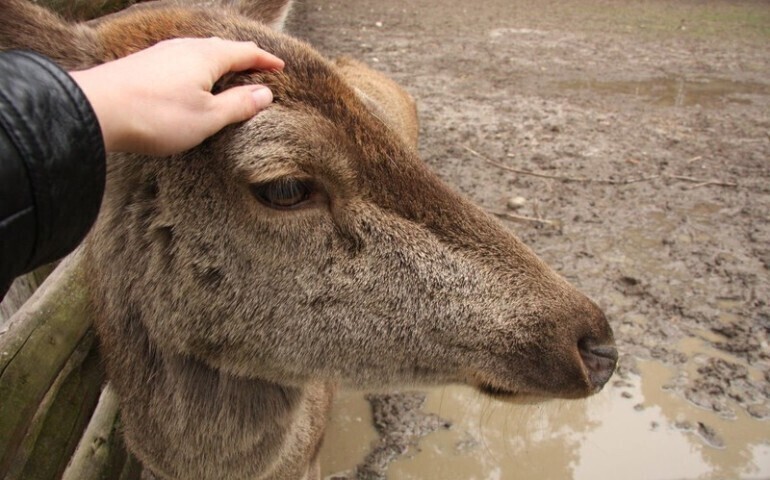Będą dokarmiać zwierzęta
