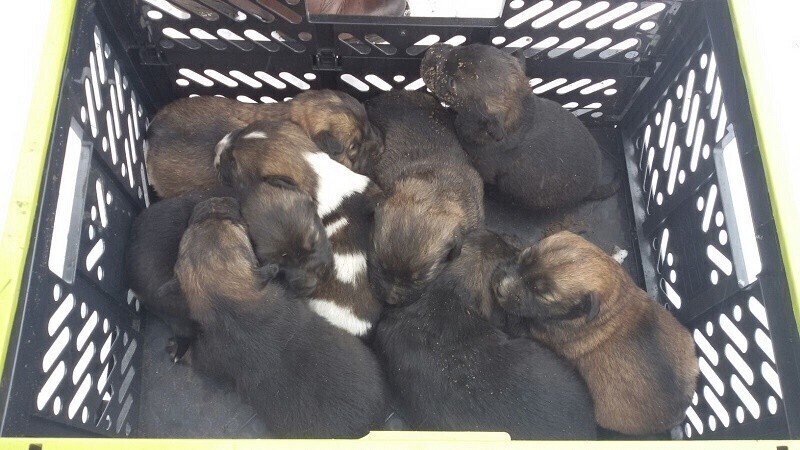 Strażacy uratowali szczeniaki