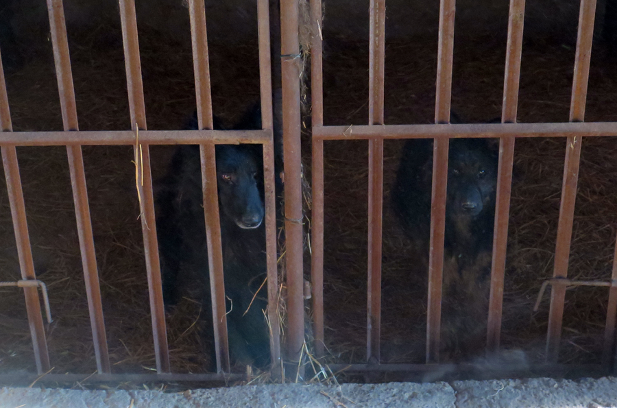 Piotrkowianin znów odpowie za znęcanie się nad zwierzętami