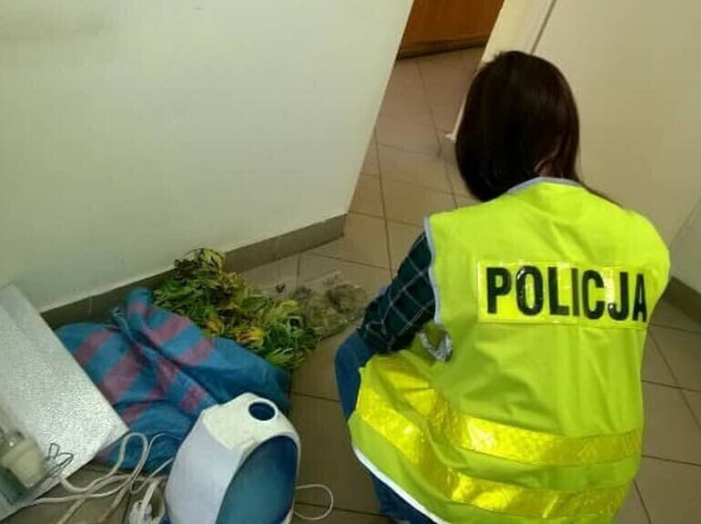 Mini plantacja marihuany na strychu