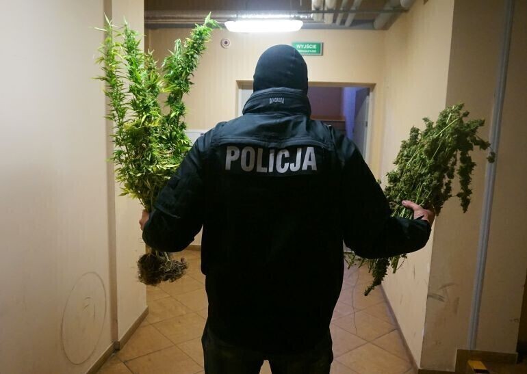 Zlikwidowali uprawę konopi indyjskich