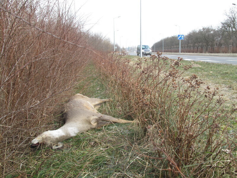 Dlaczego natychmiast nie usunięto martwej sarny AKTUALIZACJA