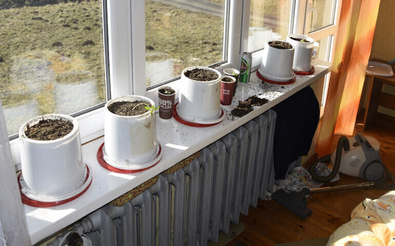 Odpowie za domową uprawę marihuany