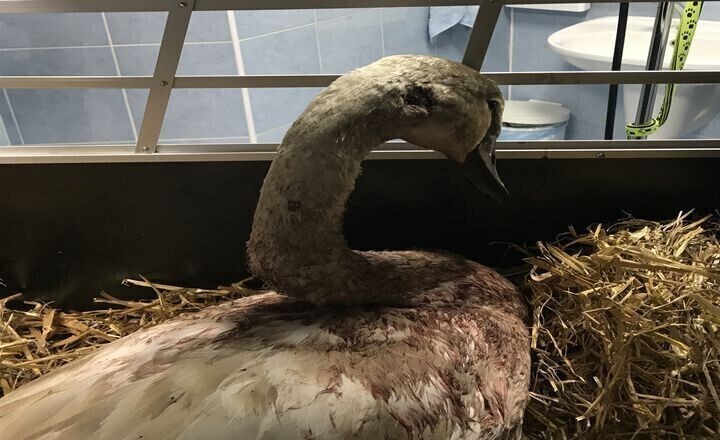 Ktoś postrzelił łabędzia na jeziorze Bugaj