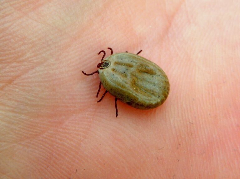 Kleszcze wkraczają do bloków