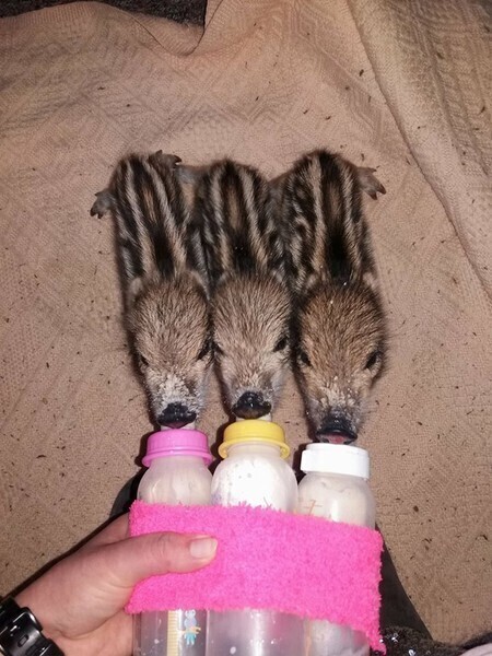 Dzieci słynnego Chrumka już piją...