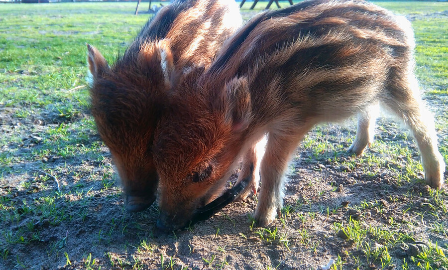 Rosną jak na drożdżach