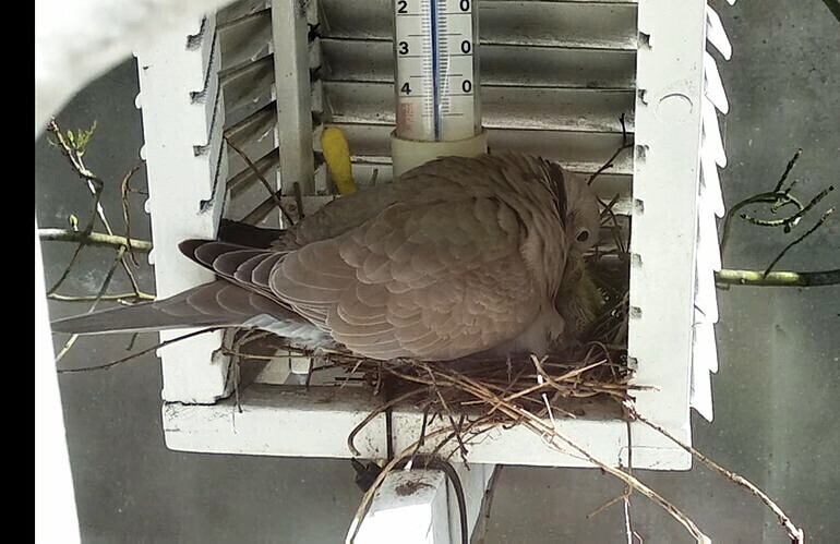 Wiosna tuż za oknem redakcji WIDEO