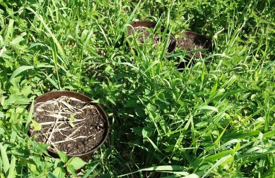 Bracia zatrzymani za uprawę marihuany