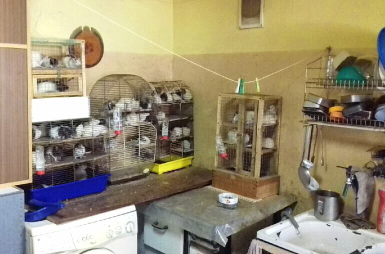 Ogromna kolonia szczurów w kawalerce w Piotrkowie