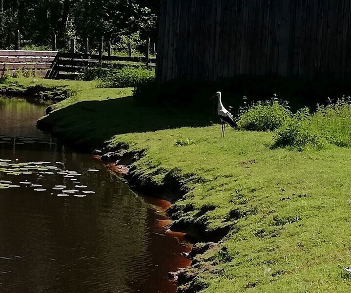 Porażony prądem bocian z Poświętnego trafił do Osady w Kole