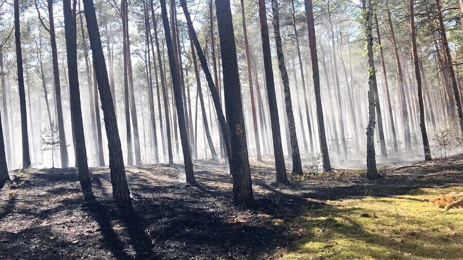 Pożar lasu w Trzech Morgach