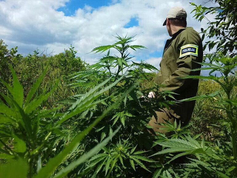 Ścięli ponad 430 krzaków konopi