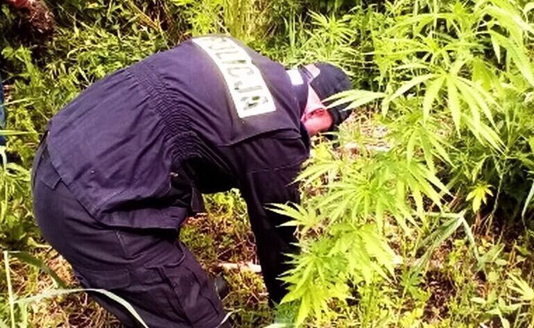 Kolejne krzaki konopi rosły w gminie Gorzkowice