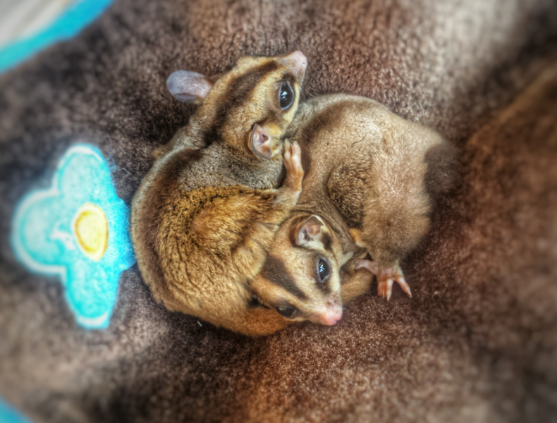 Rzadkie zwierzęta w centrum miasta czyli jak sprawić by dom dosłownie żył