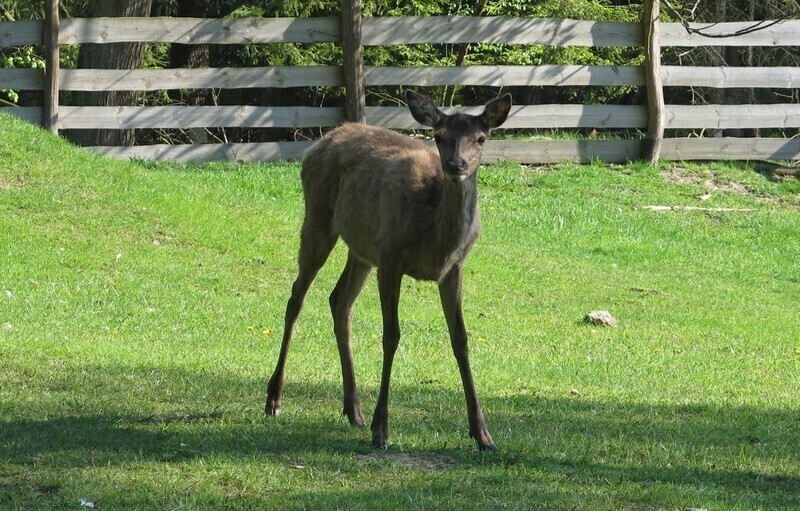 Z cyklu Przyroda zawsze ci odda... Leczą i edukują
