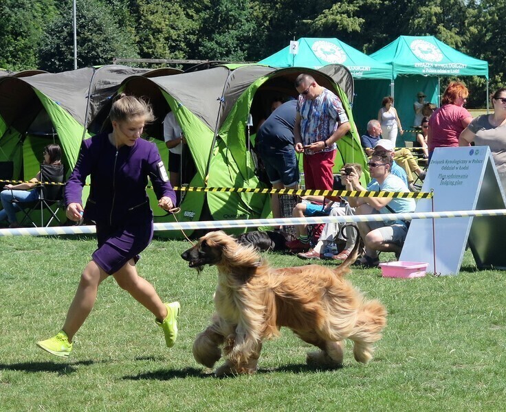 Psy myśliwskie prezentowały się w Piotrkowie