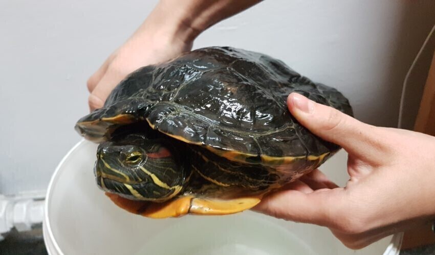 Nietypowy połów w Tomaszowie Mazowieckim