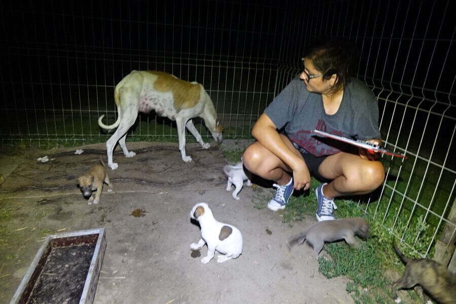 Rodzina chartów uratowana