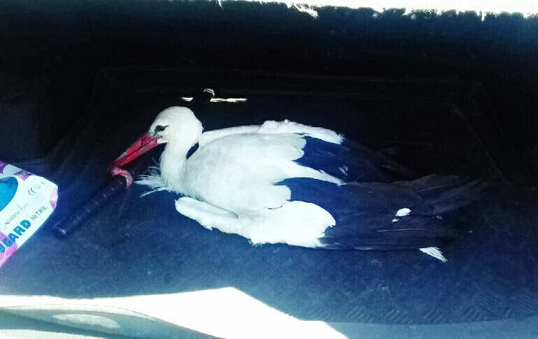 Uratowali rannego bociana