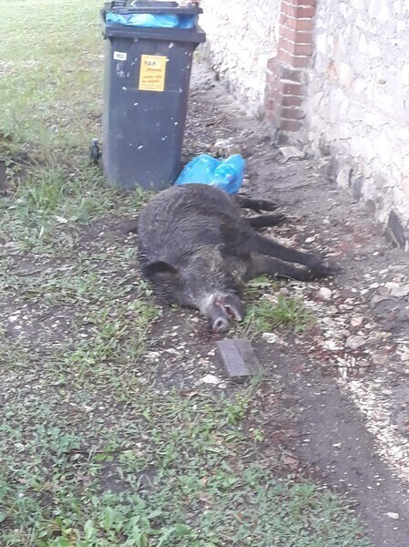 Padł dzik weterynarz musi sprawdzić czy to nie ASF