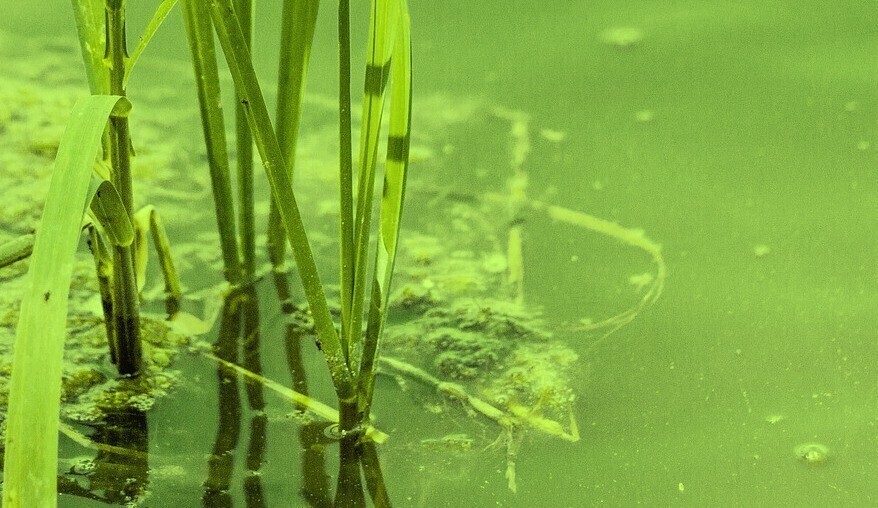 Nie wchodź do wody w której są sinice