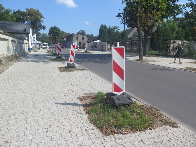 Biało-czerwone drzewa na Cmentarnej w Piotrkowie