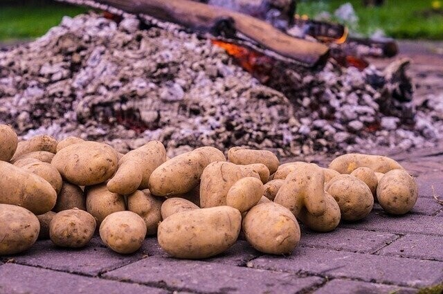 Dzień pieczonego ziemniaka na Wierzejach