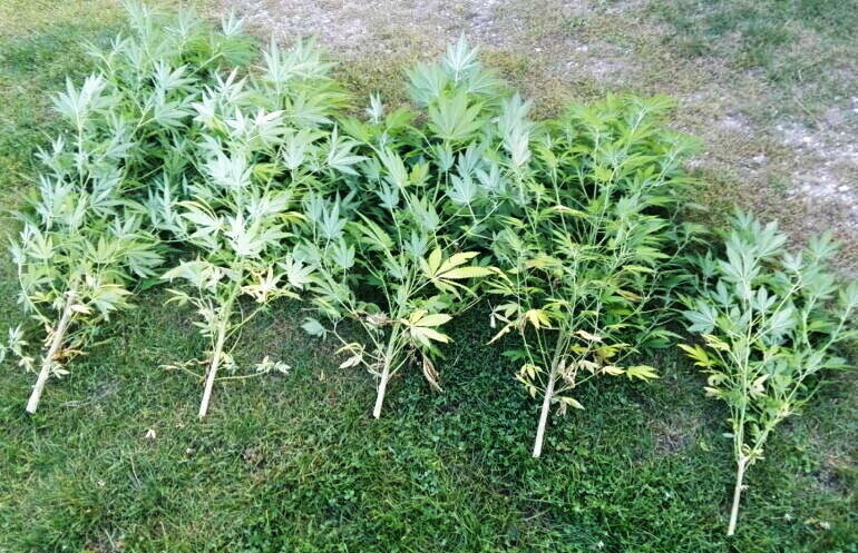 Uprawiał konopie za stodołą