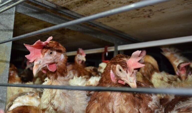 Czy to początek końca epoki klatkowej dla zwierząt We wtorek akcja w Piotrkowie