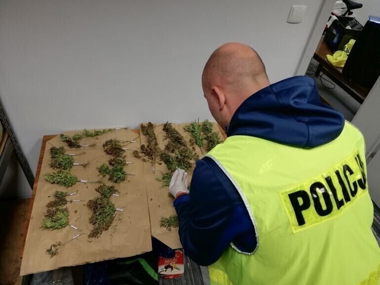 Gmina Wola Krzysztoporska Plantacja marihuany w polu kukurydzy