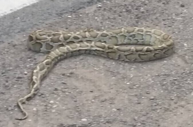 Dwumetrowy wąż przy DK 12 w gminie Sulejów VIDEO. AKTUALIZACJA