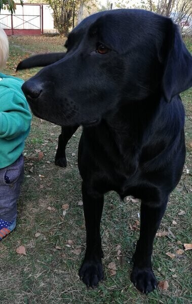 Zaginął pies. Czy ktoś go widział
