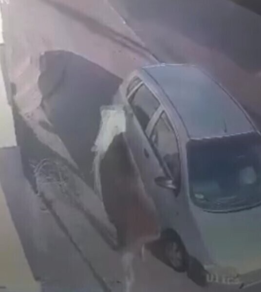 Łoś zdemolował dom w Wolborzu