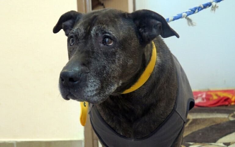 Pomóżmy bezdomnym zwierzętom przetrwać zimę