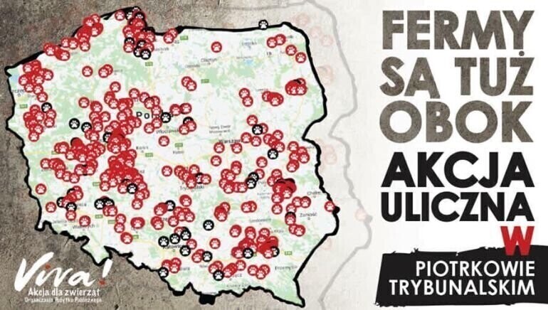Fermy są tuż obok Kolejna akcja Vivy w Piotrkowie Trybunalskim