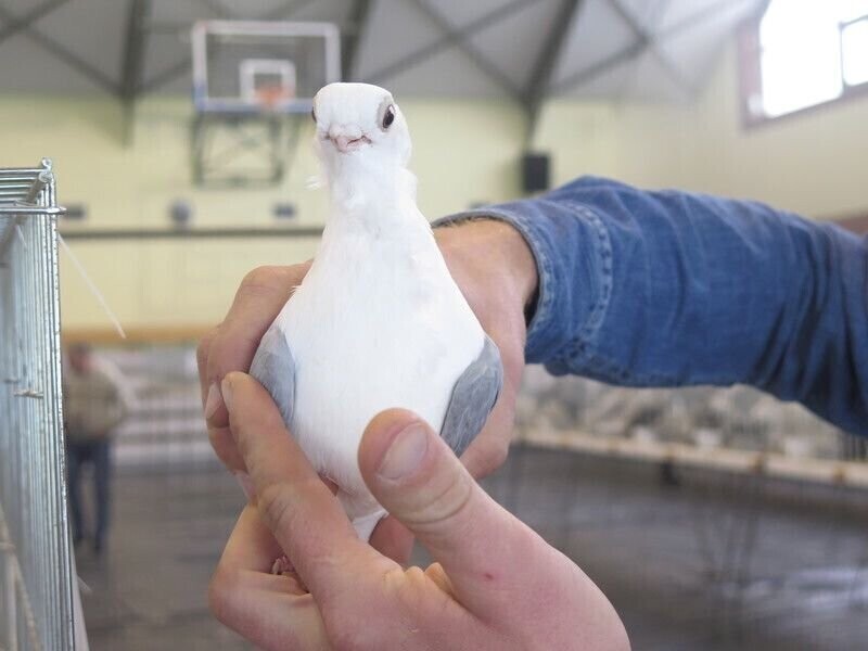 Wystawa gołębi w Piotrkowie