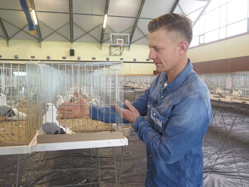 Wystawa gołębi rasowych w Moszczenicy