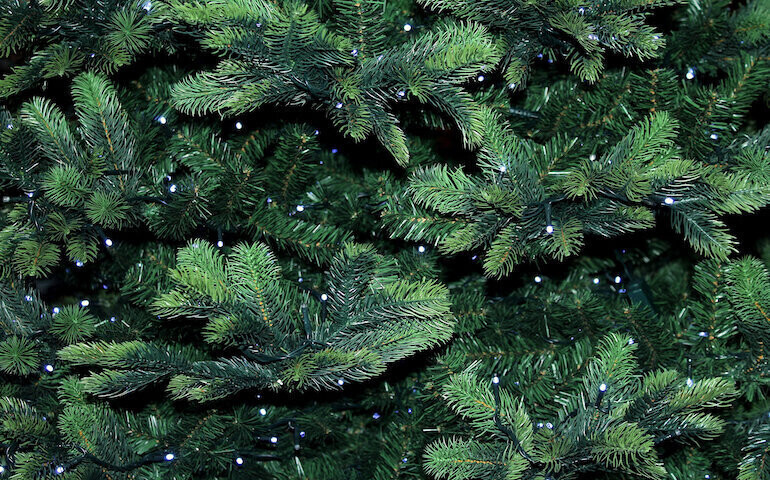 Jaką choinkę wybrać na święta