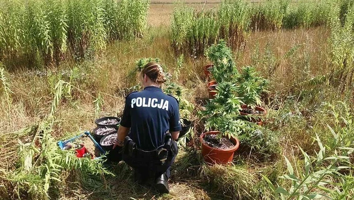 Konopie indyjskie na działce w gminie Rozprza