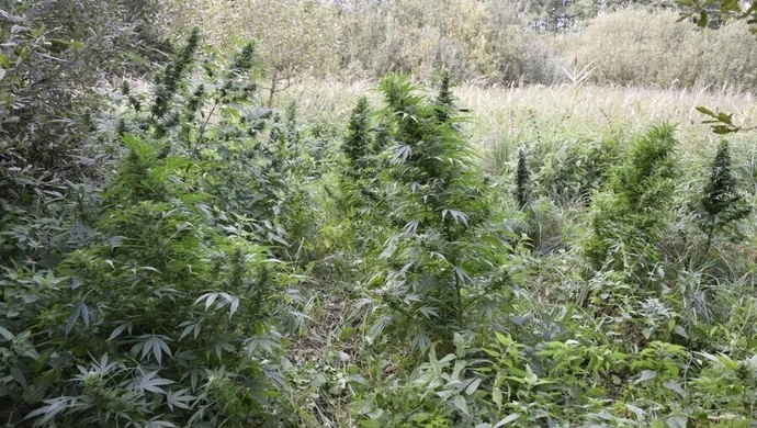 Leśna uprawa marihuany zlikwidowana w Malińcu