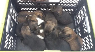 Strażacy uratowali szczeniaki