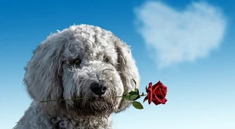 Co zrobić z martwym psem?