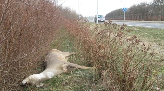 Dlaczego natychmiast nie usunięto martwej sarny? [AKTUALIZACJA]