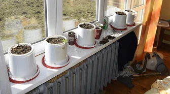 Odpowie za domową uprawę marihuany